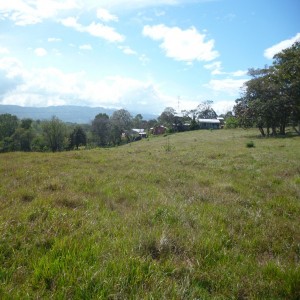 Lotes-Lote, Ciruelas de Alajuela