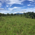FINCA EN CAÑAS